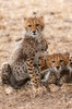 A portrait of two cheetah cubs resting behind their mother Masai Mara National Reserve-Kenya Poster Print - Sergio Pitamitz
