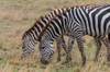 Two plains zebras grazing Masai Mara National Reserve-Kenya Poster Print - Sergio Pitamitz