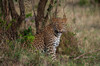 Portrait of a leopard resting among shrubs Masai Mara National Reserve-Kenya Poster Print - Sergio Pitamitz