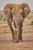 Amboseli elephant-Amboseli Nation Park-Africa Poster Print - John Ford
