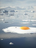 Egg-berg - Arctic Egg Sunny Side Up Poster Print - Artography Vertigo