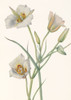 Sego Lily Poster Print - Mary Vaux Walcott