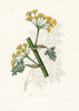 Ferula Persica Medical Botany Poster Print - John Stephenson