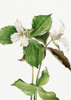 Large White Trillium Poster Print - Mary Vaux Walcott