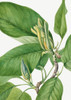 Cucumbertree 1922 Poster Print - Mary Vaux Walcott