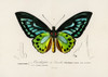 Green Birdwing Butterfly Poster Print - Charles D. Dessalines