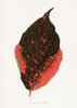 Acalypha Tricolor Leaf Illustration Poster Print - Les Plantes