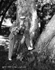 Fred Astaire Posed in Formal Suit with a Straight Face in Black and White Photo Print - Item # VARCEL681121
