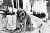 Benji the dog Photo Print - Item # VARCEL685051