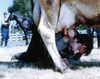 Tom Green Milking a Cow in Classic Picture Photo Print - Item # VARCEL696292