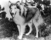 A portrait of Lassie Photo Print - Item # VARCEL701290