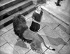 A scene from Androcles and the Lion Photo Print - Item # VARCEL702975