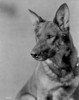 Rin Tin Tin Photo Print - Item # VARCEL694025
