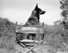 Rin Tin Tin Seated on Chair Photo Print - Item # VARCEL694033