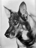 Rin Tin Tin Photo Print - Item # VARCEL694029