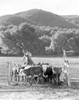 A Scene From Never A Dull Moment Photo Print - Item # VARCEL705090