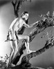 Johnny Weissmuller Climbing a Tree in a Movie Scene Photo Print - Item # VARCEL709450