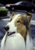 Lassie Photo Print - Item # VARGLP367835