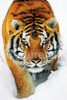 Tiger Snow Poster Print Poster - 22 x 34 inches
