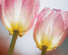 Tulips Dew Poster Print