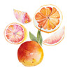 Grapefruit Poster Print - Enya Todd