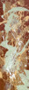 Bamboo Forest 1 Poster Print - Daniel Houston (8 x 24)