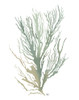 Seaweed 3 Green Poster Print - Funky Fab