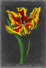 Midnight Tulip III Poster Print - Studio Vision
