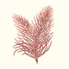 Seaweed Collection II Poster Print - Studio Vision