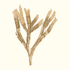 Seaweed Collection VIII Poster Print - Studio Vision