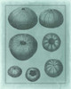 Spa Shell Collection V Poster Print - Studio Vision