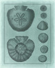 Spa Shell Collection VI Poster Print - Studio Vision