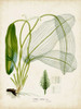 Tropical Grass II Poster Print - Studio Vision