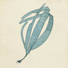 Chromatic Seaweed II Poster Print - Studio Vision