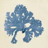 Chromatic Seaweed V Poster Print - Studio Vision