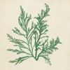 Chromatic Seaweed I Poster Print - Studio Vision