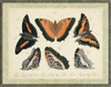 Bookplate Butterflies Trio I Poster Print - Studio Vision