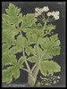 Dramatic Weinmann Greenery I Poster Print - Studio Vision