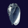 Indigo Shells V Poster Print - Studio Vision