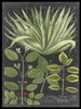 Dramatic Weinmann Greenery IV Poster Print - Studio Vision
