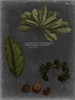 Foliage Dramatique VI Poster Print - Studio Vision