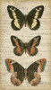 Butterfly Script I Poster Print - Studio Vision