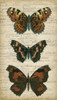 Butterfly Script II Poster Print - Studio Vision