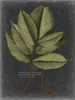 Foliage Dramatique III Poster Print - Studio Vision
