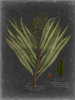 Foliage Dramatique II Poster Print - Studio Vision