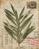 Vintage Natures Greenery I Poster Print - Studio Vision
