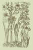 Garden of Flora II Poster Print - Studio Vision