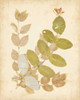 Natures Collage II Poster Print - Studio Vision