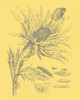 Natures Optimism I Poster Print - Studio Vision