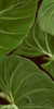 Patterned Nature III Poster Print - Studio Vision